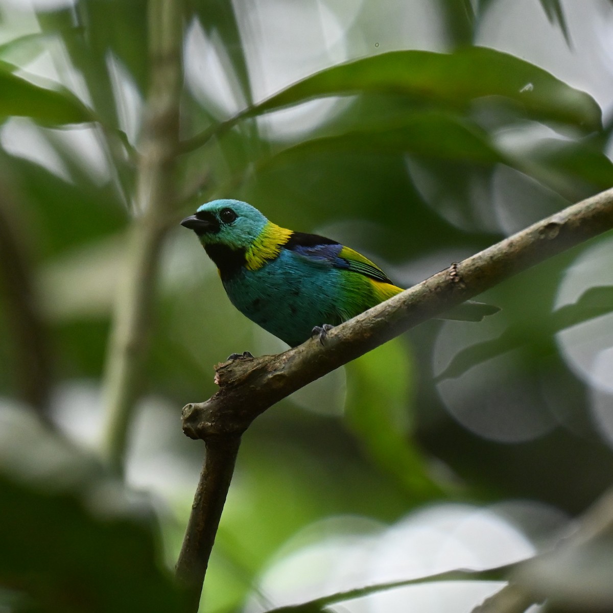 Green-headed Tanager - ML645360653