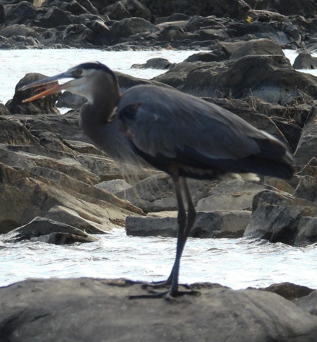 Great Blue Heron - ML645360657
