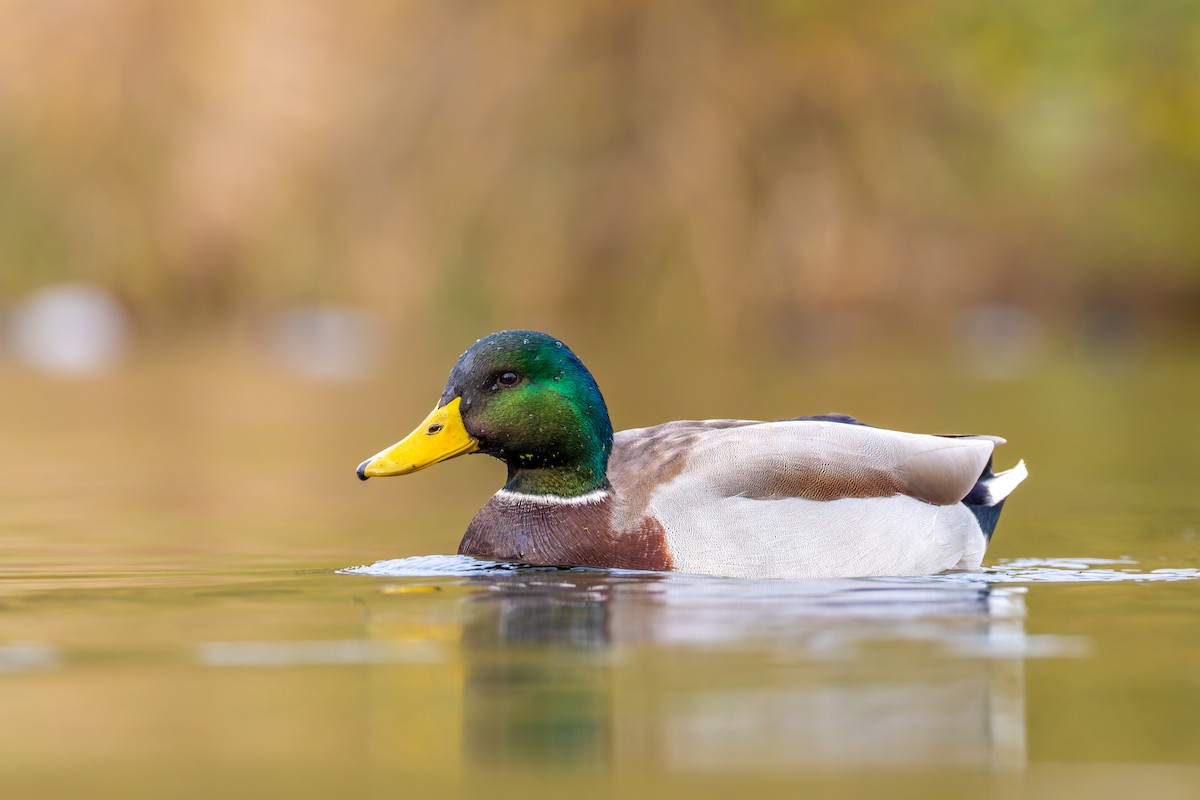 Mallard - ML645360660