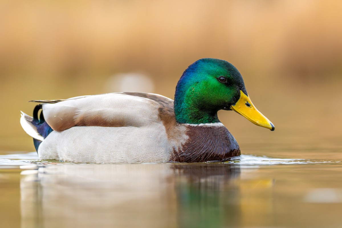 Mallard - ML645360661