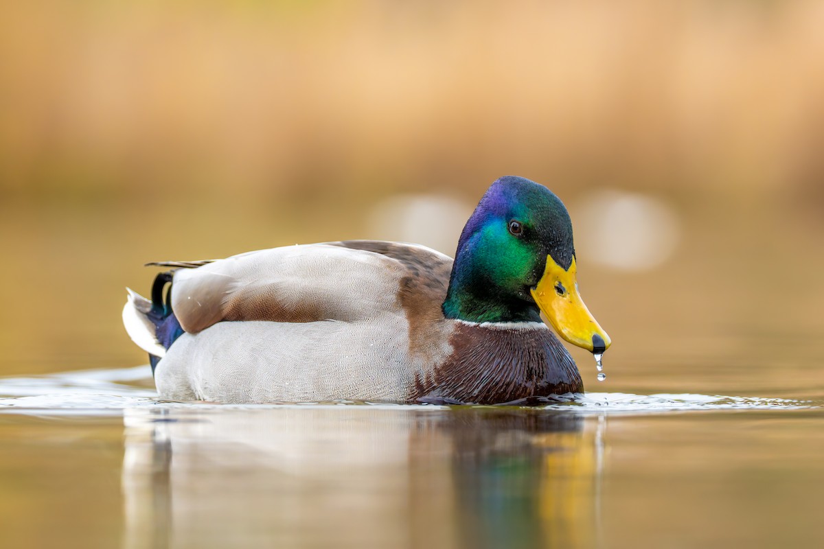 Mallard - ML645360663