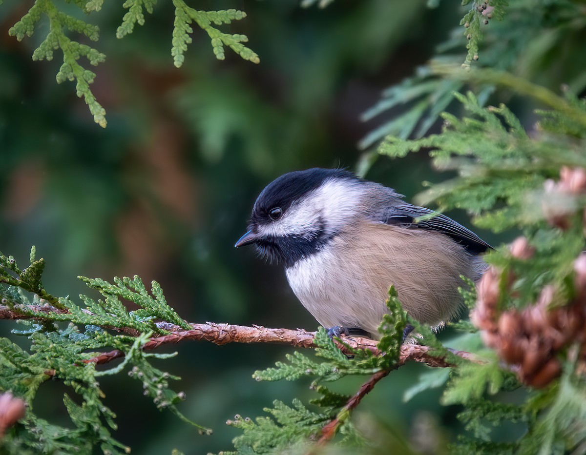 Black-capped Chickadee - ML645360670