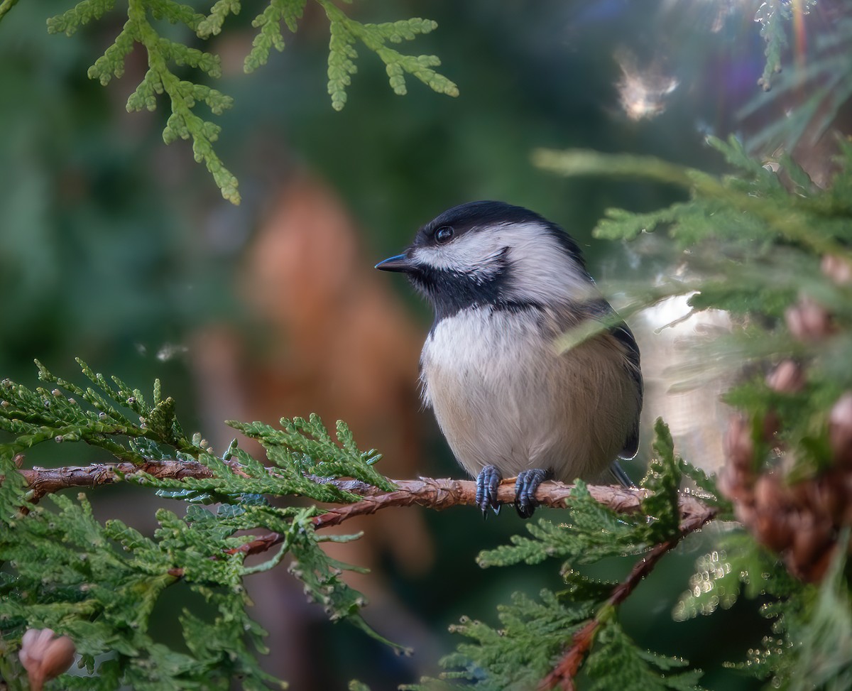 Black-capped Chickadee - ML645360671