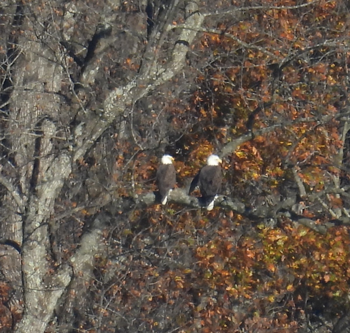 Bald Eagle - ML645360679