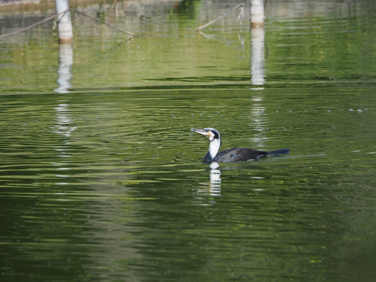 storskarv - ML645360682