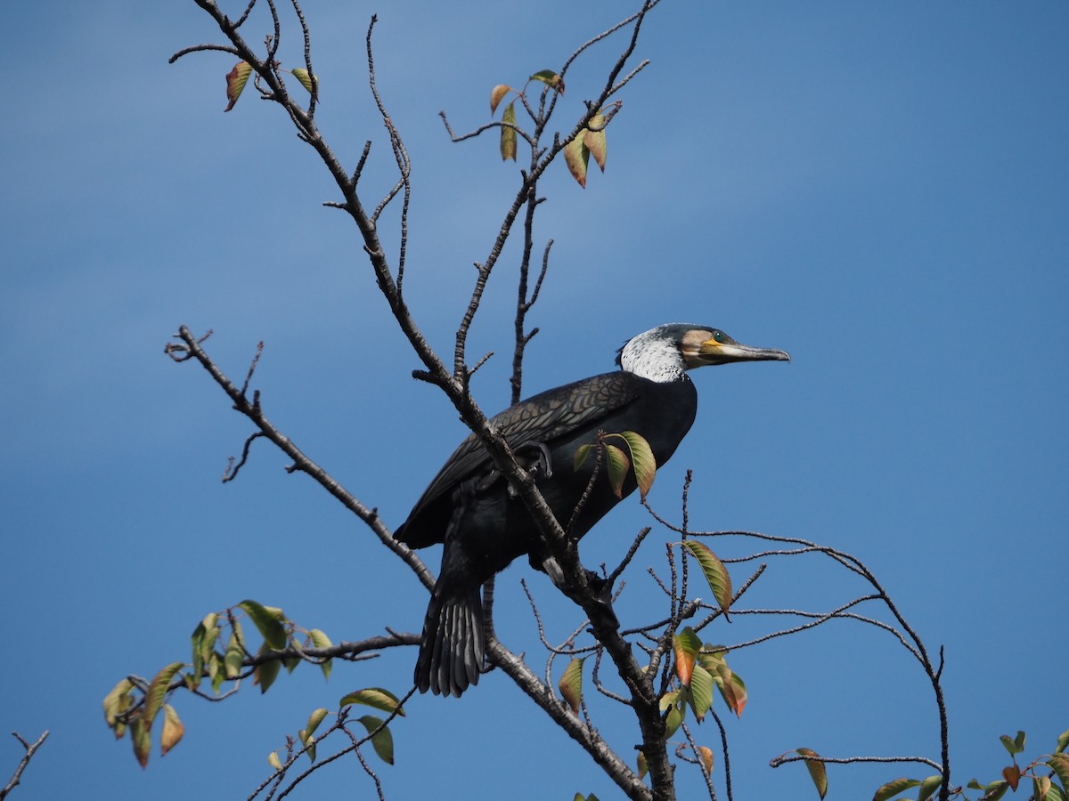 storskarv - ML645360684