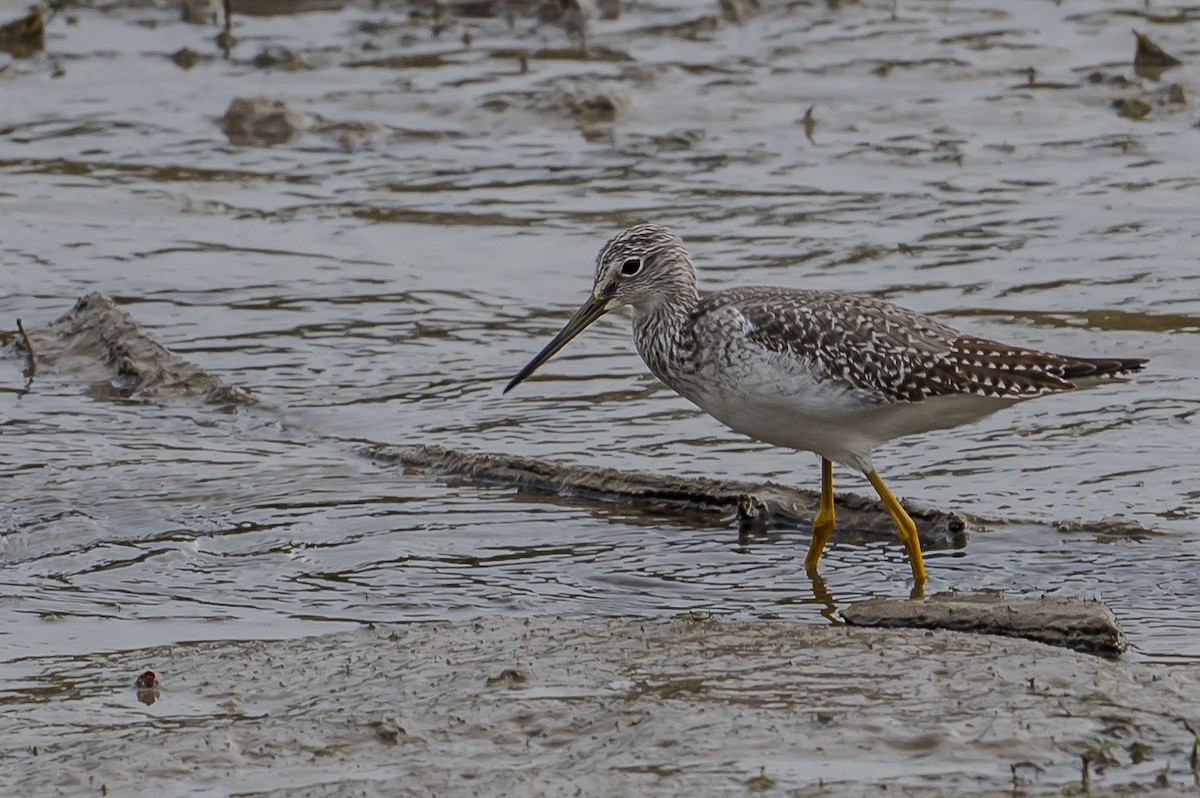 Greater Yellowlegs - ML645360689
