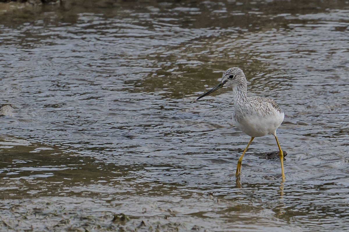 Greater Yellowlegs - ML645360690