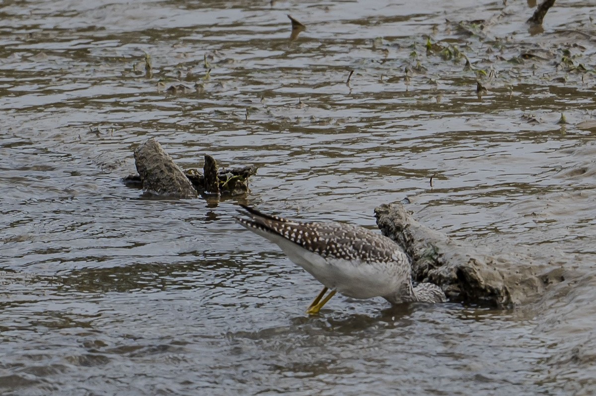 Greater Yellowlegs - ML645360691