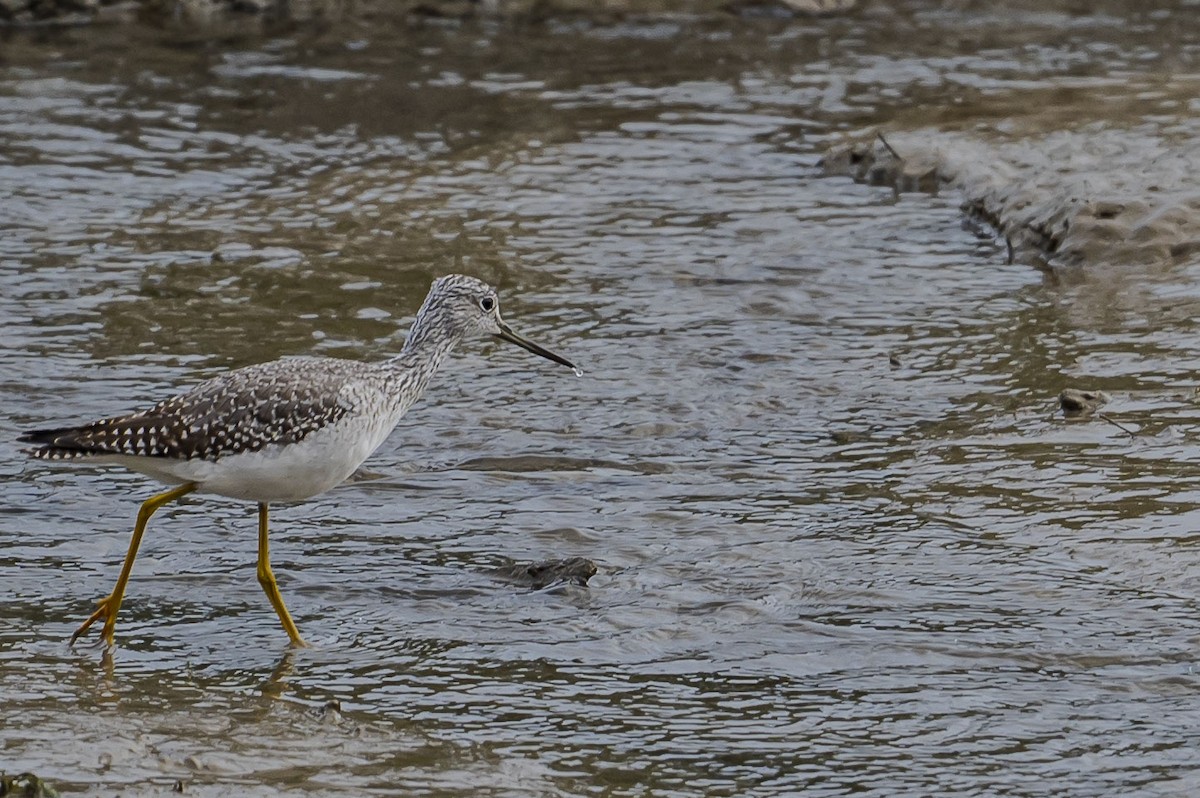 Greater Yellowlegs - ML645360692