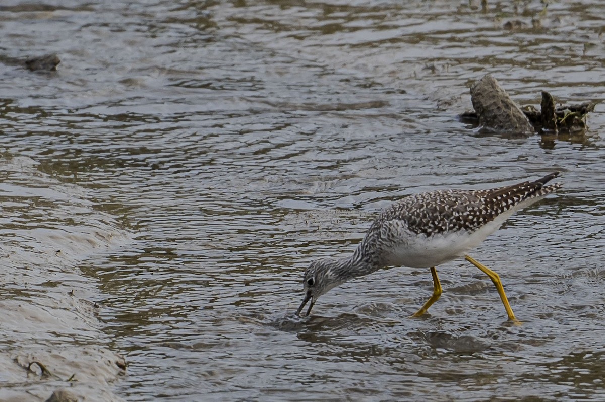 Greater Yellowlegs - ML645360693