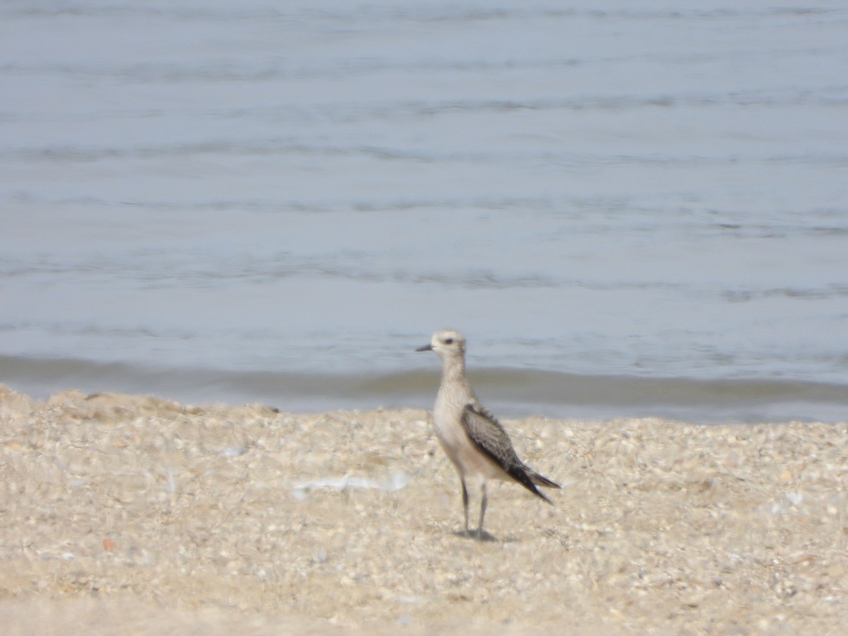 American Golden-Plover - ML645360727