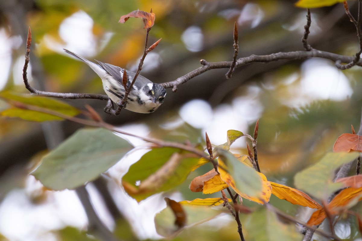 Black-throated Gray Warbler - Sarah Sharp