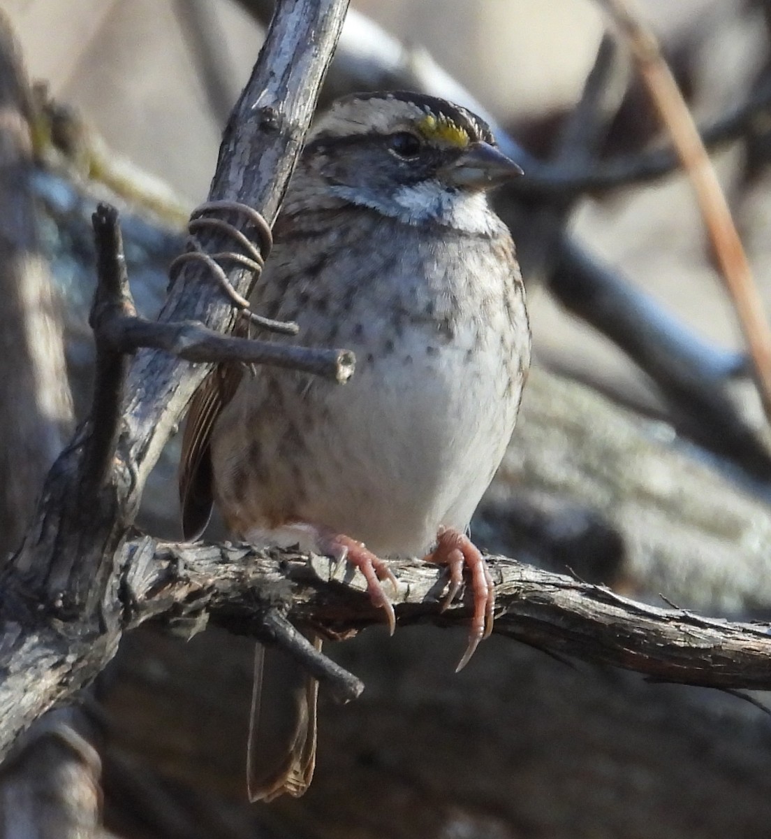 Белогорлая зонотрихия - ML645360736