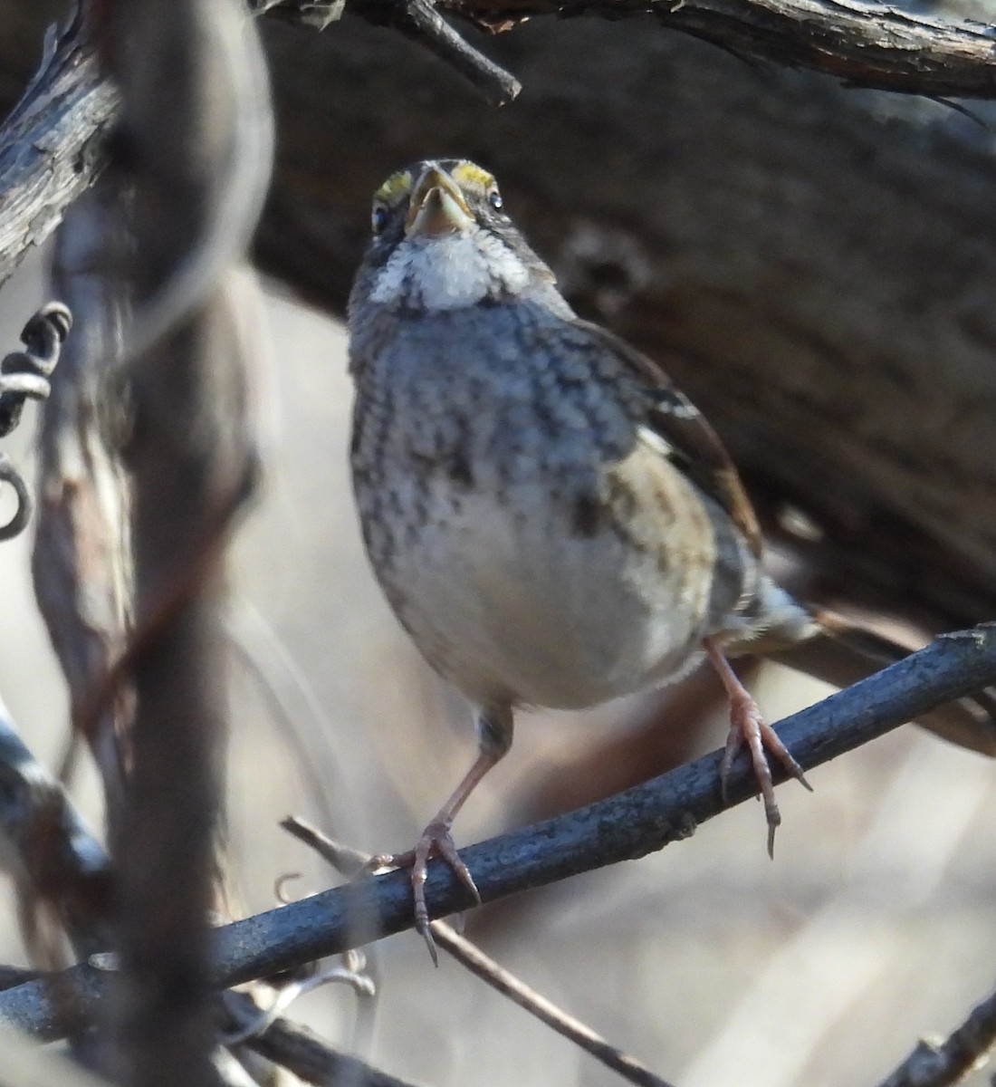 Белогорлая зонотрихия - ML645360737