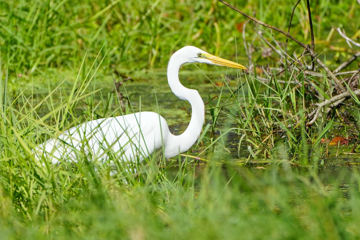 Great Egret - ML645360743