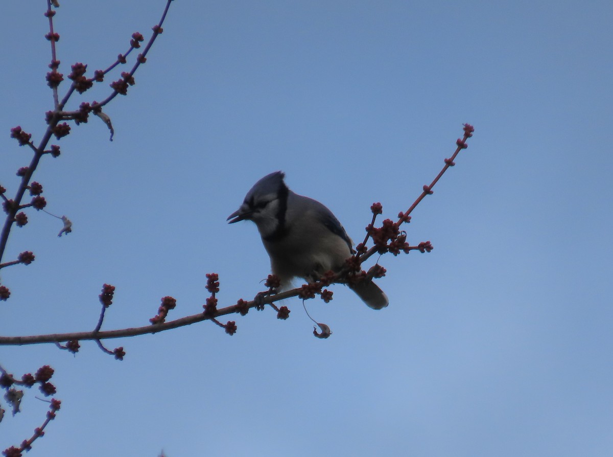 Blue Jay - ML645360744