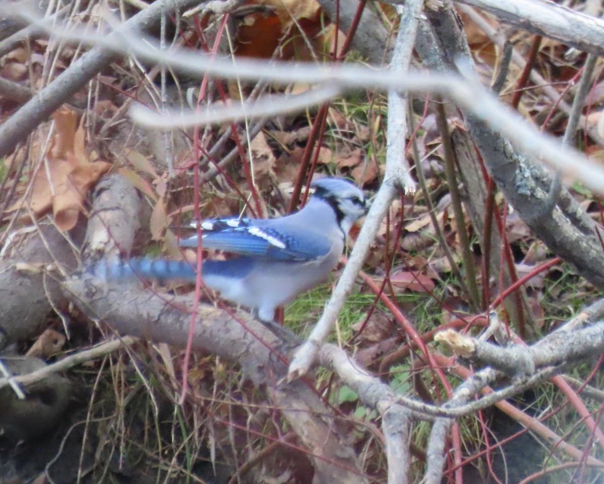 Blue Jay - ML645360745