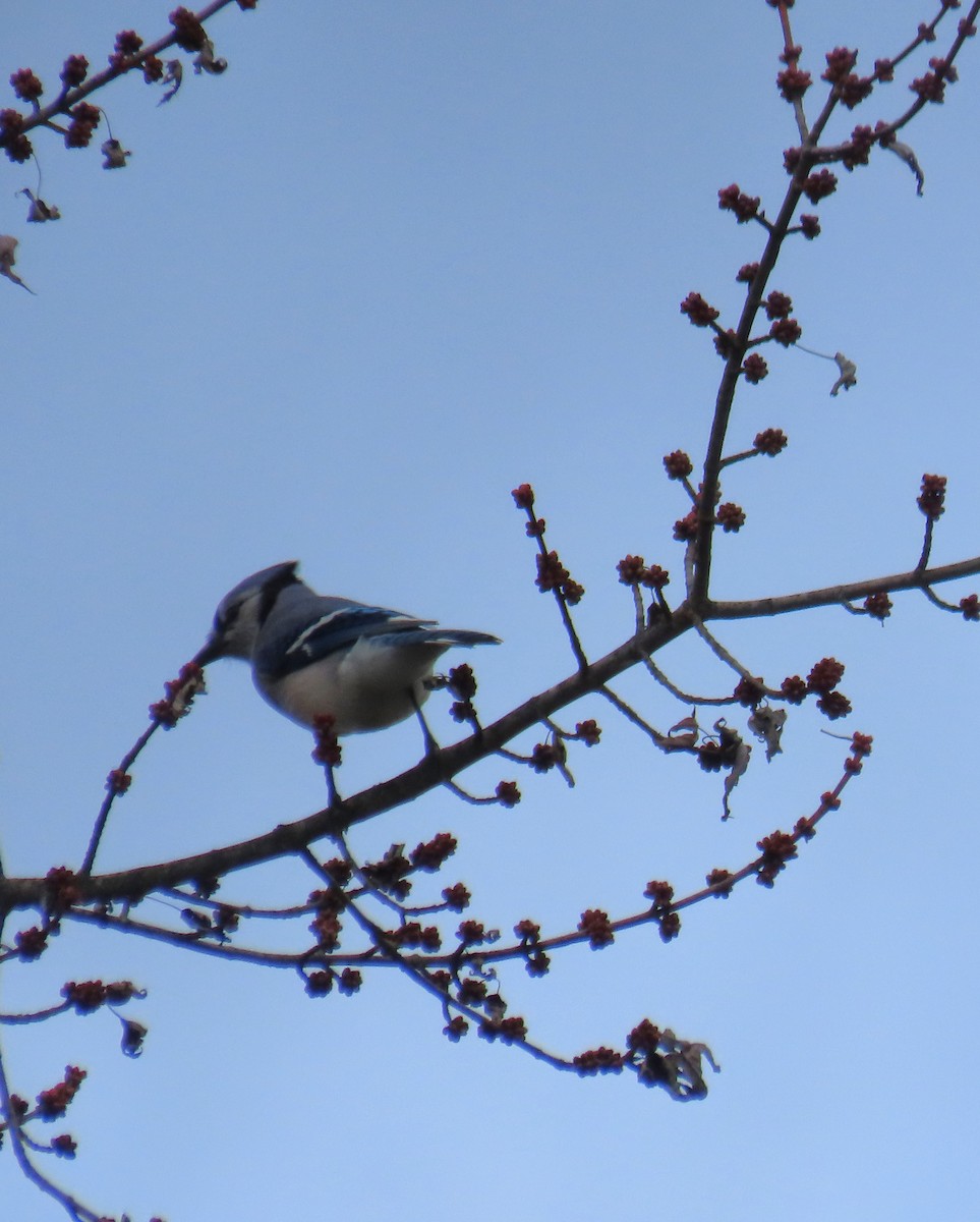 Blue Jay - ML645360746