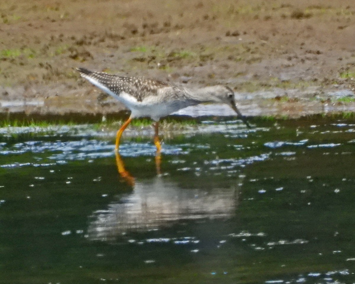 Greater Yellowlegs - ML645360750