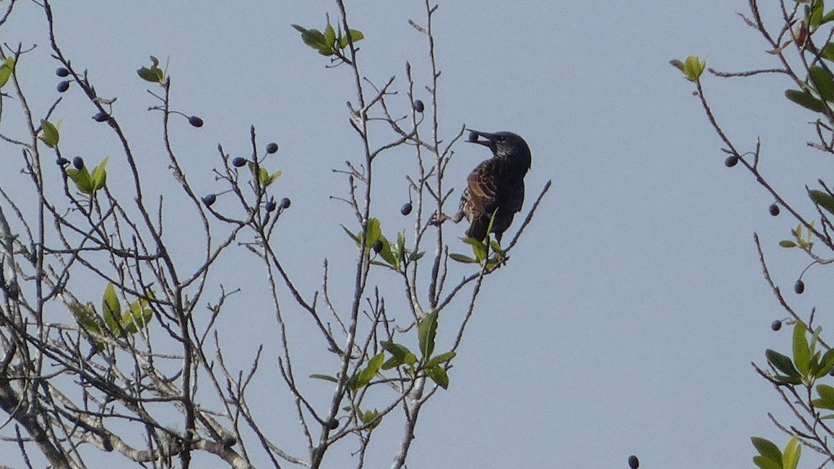 Шпак звичайний - ML645360751