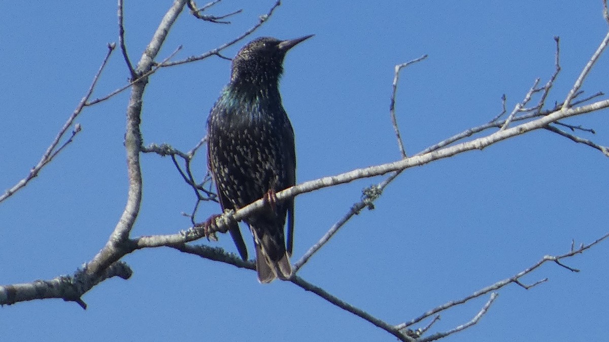 Шпак звичайний - ML645360752