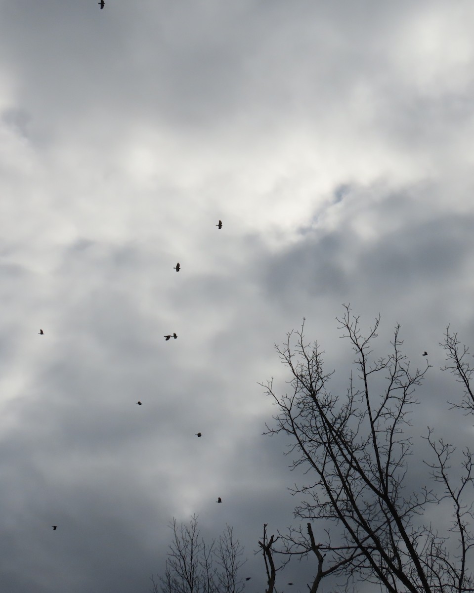 American Crow - ML645360761