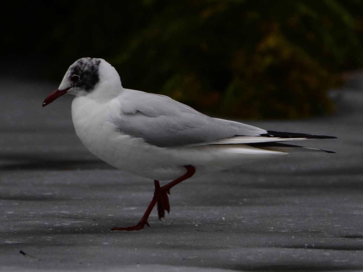 hettemåke - ML645360767