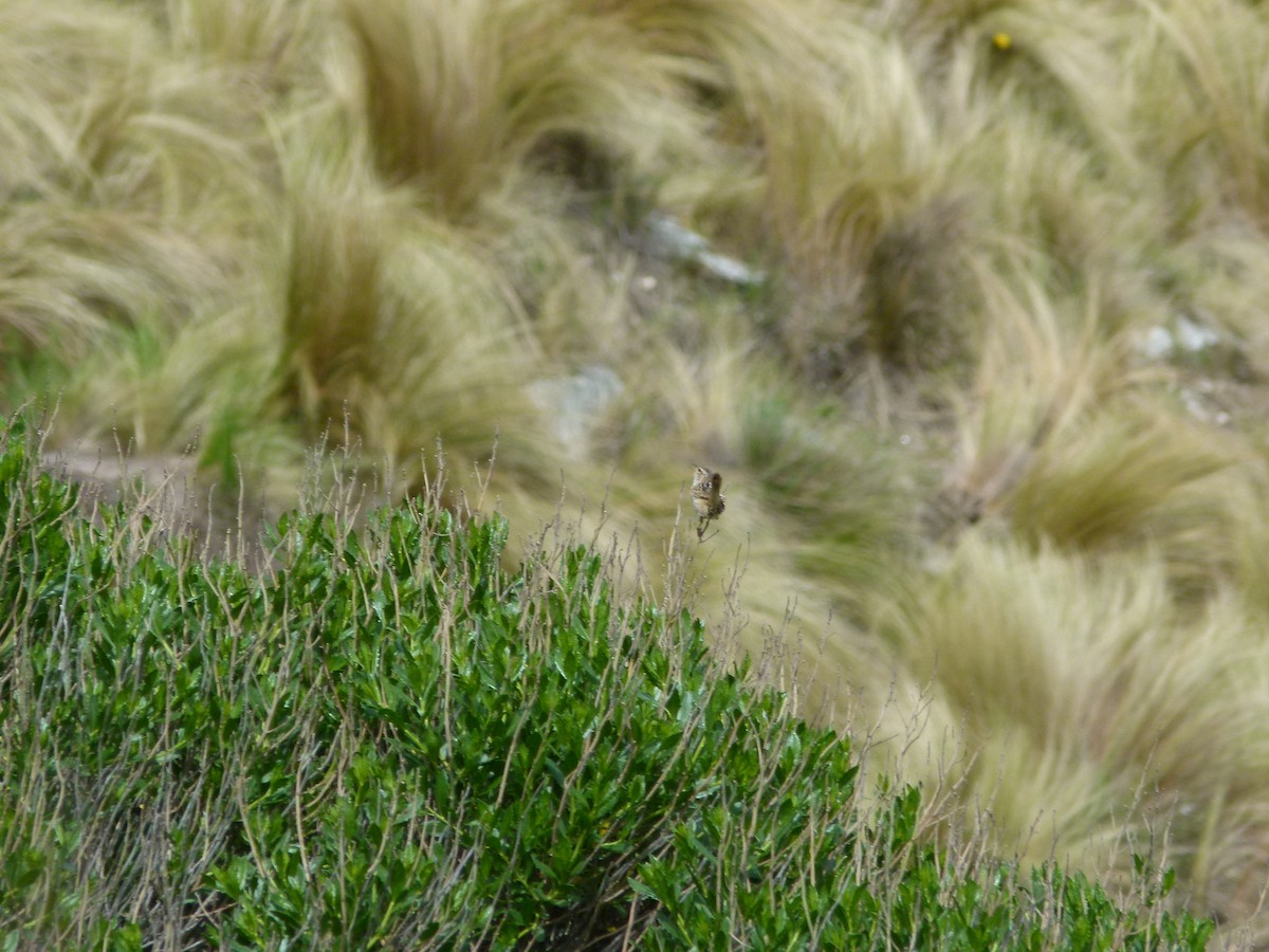 střízlík ostřicový - ML645360768