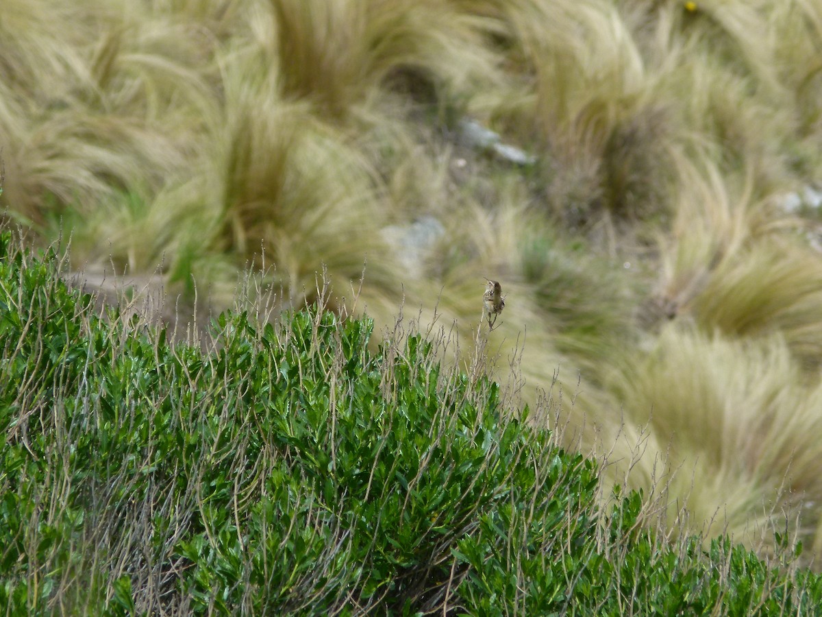 střízlík ostřicový - ML645360769