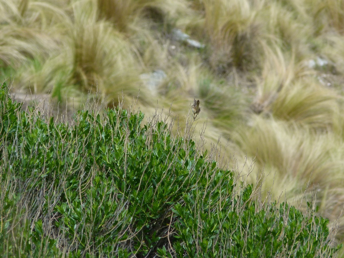 střízlík ostřicový - ML645360770