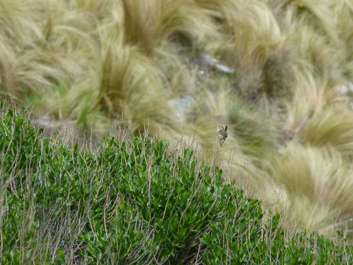 střízlík ostřicový - ML645360771