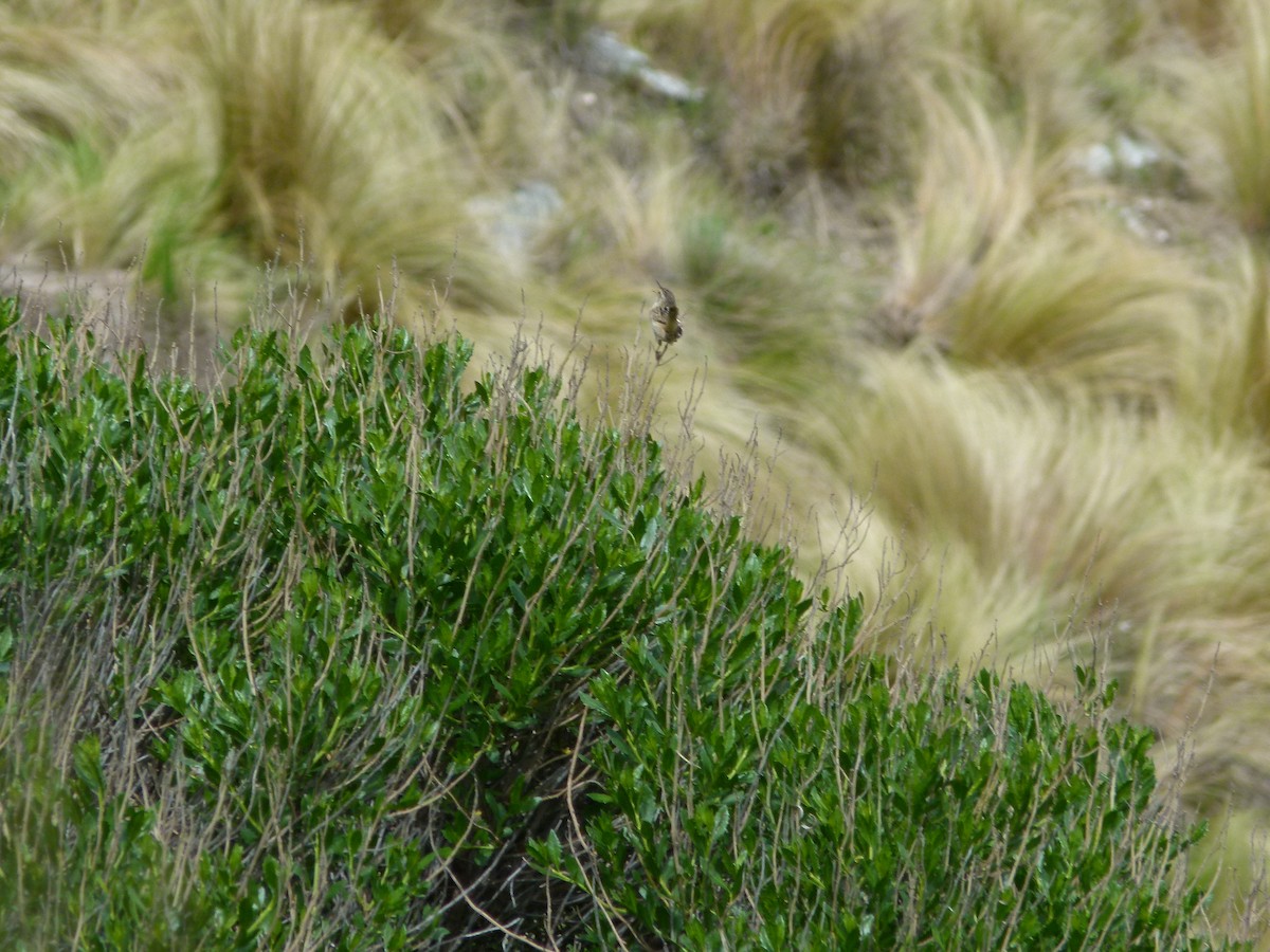 střízlík ostřicový - ML645360772