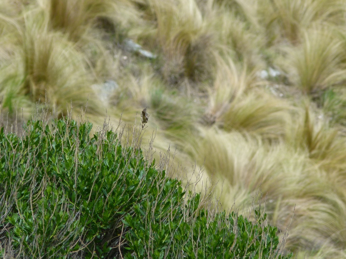 střízlík ostřicový - ML645360773