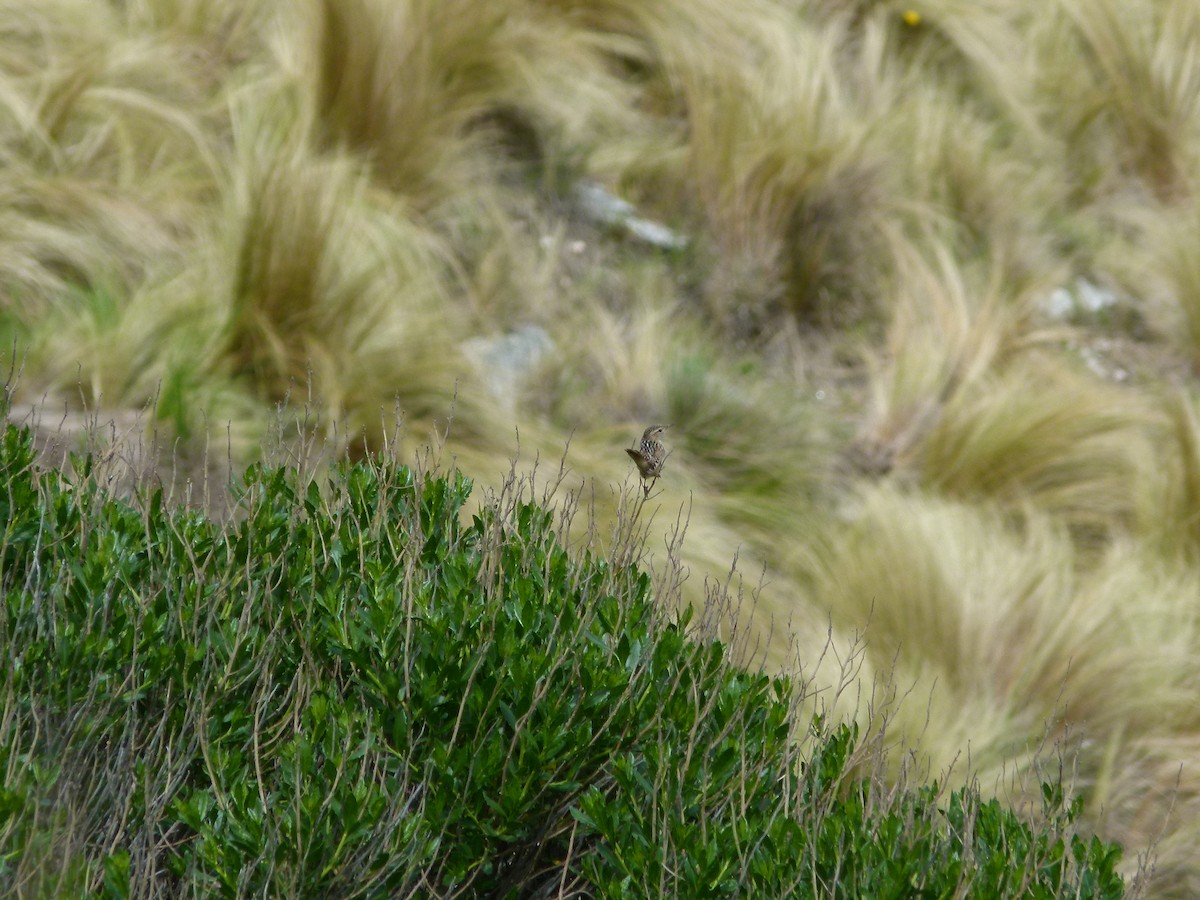 střízlík ostřicový - ML645360774