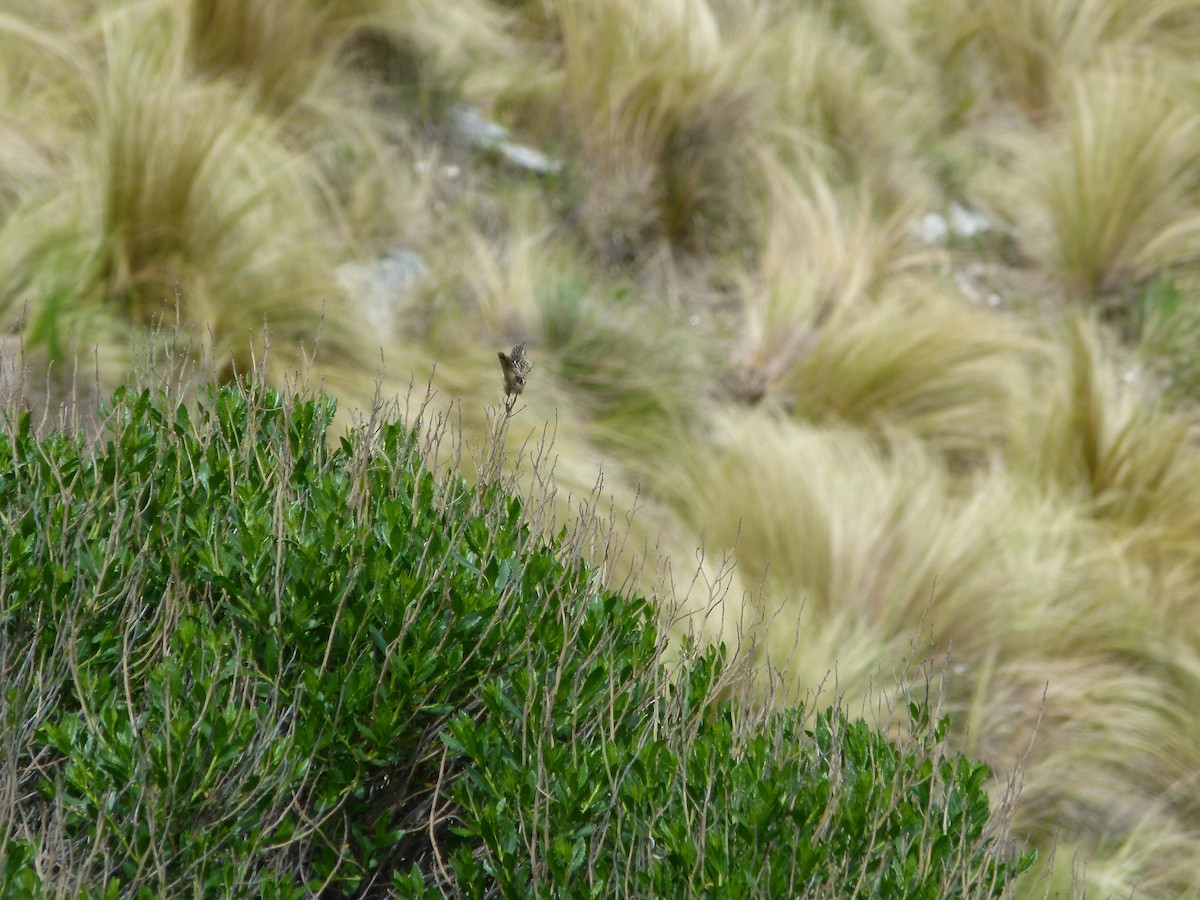 střízlík ostřicový - ML645360775