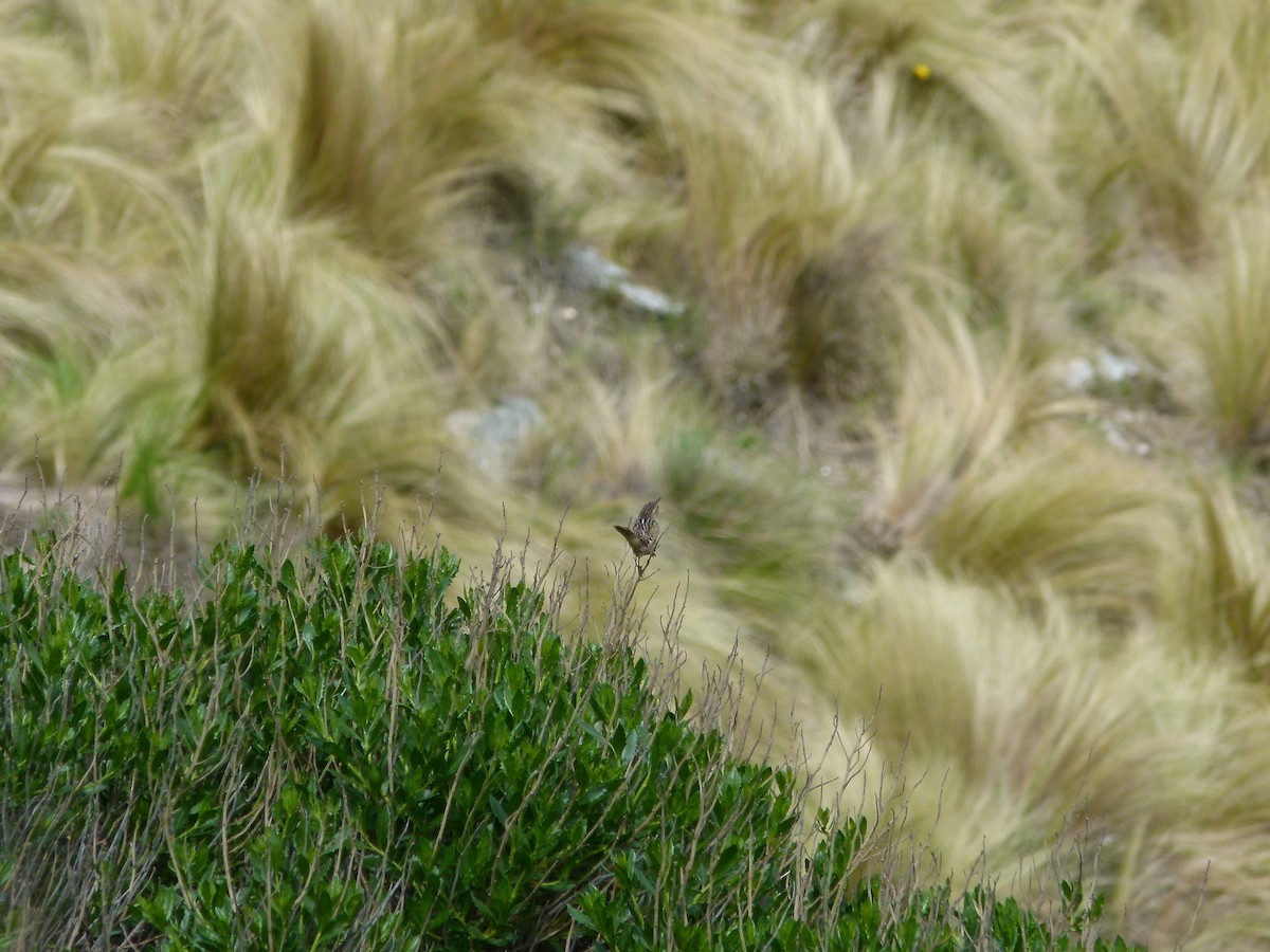 střízlík ostřicový - ML645360776