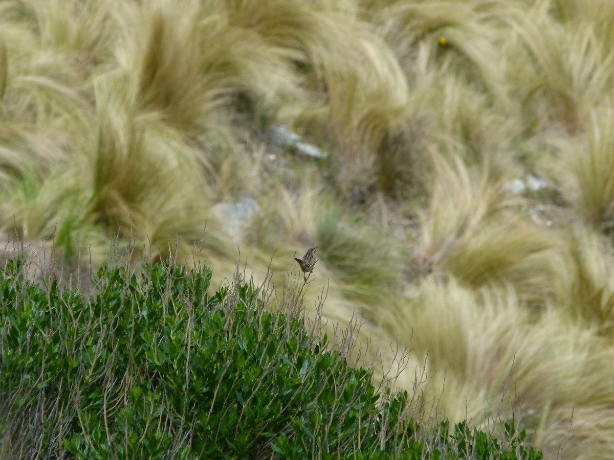 střízlík ostřicový - ML645360777