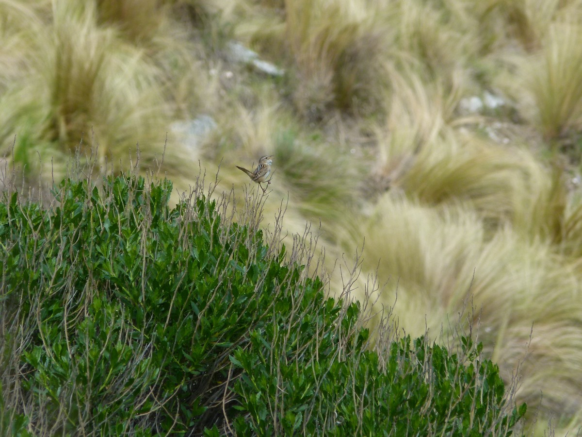 střízlík ostřicový - ML645360778