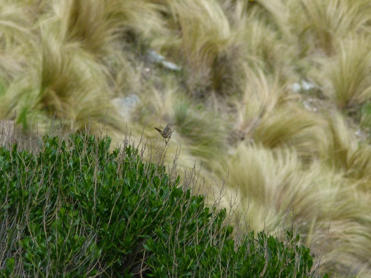 střízlík ostřicový - ML645360779