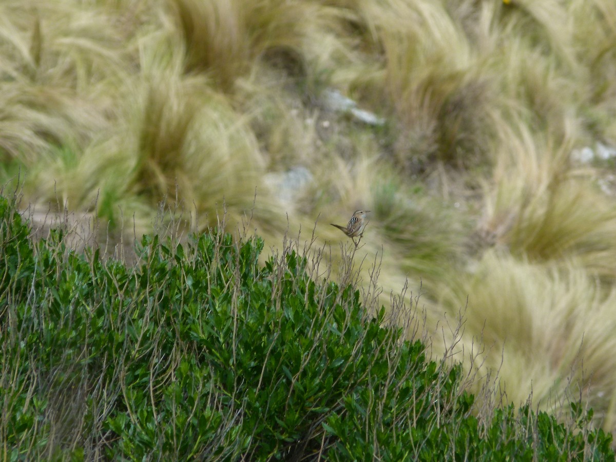 střízlík ostřicový - ML645360780