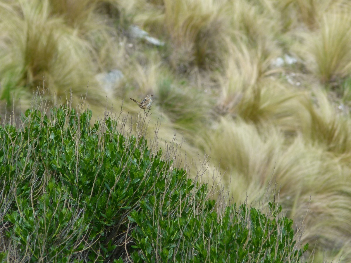 střízlík ostřicový - ML645360781