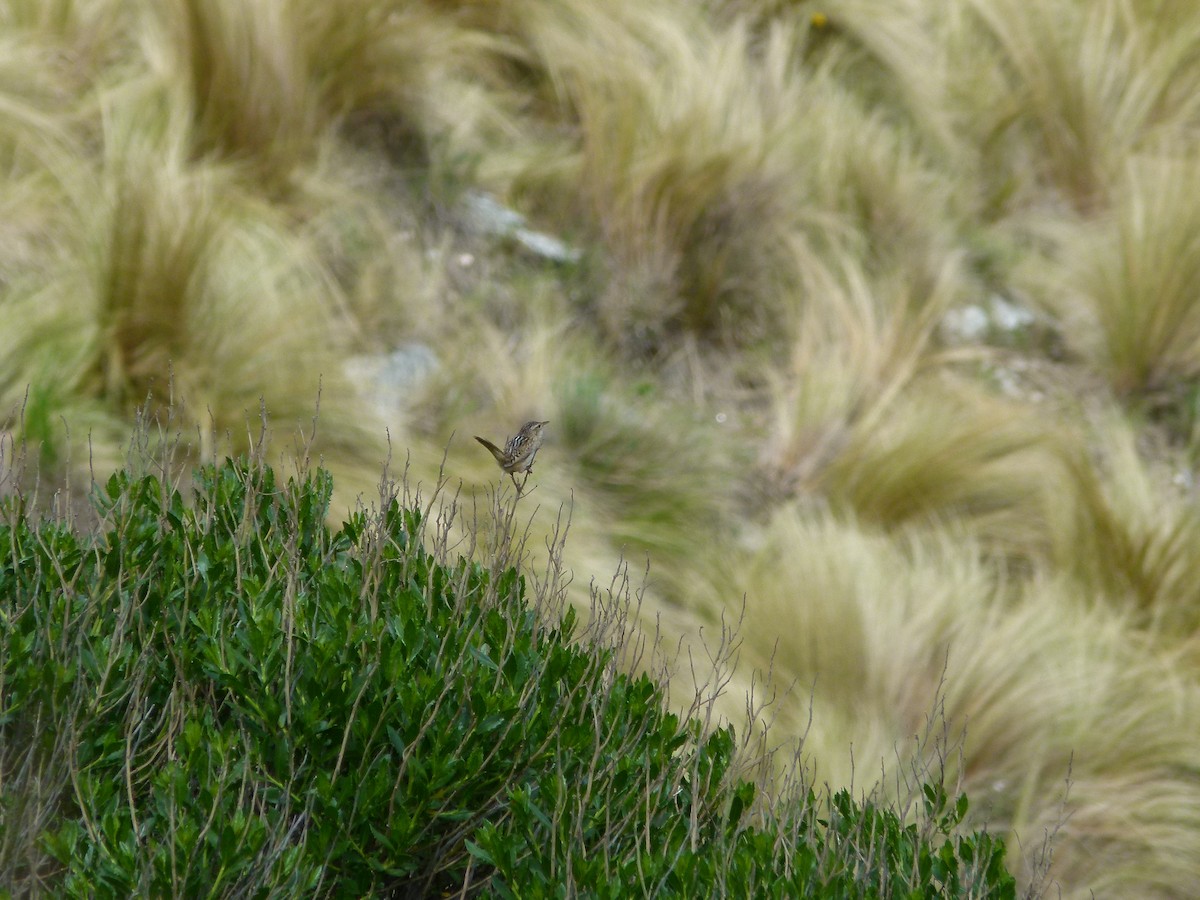 střízlík ostřicový - ML645360782