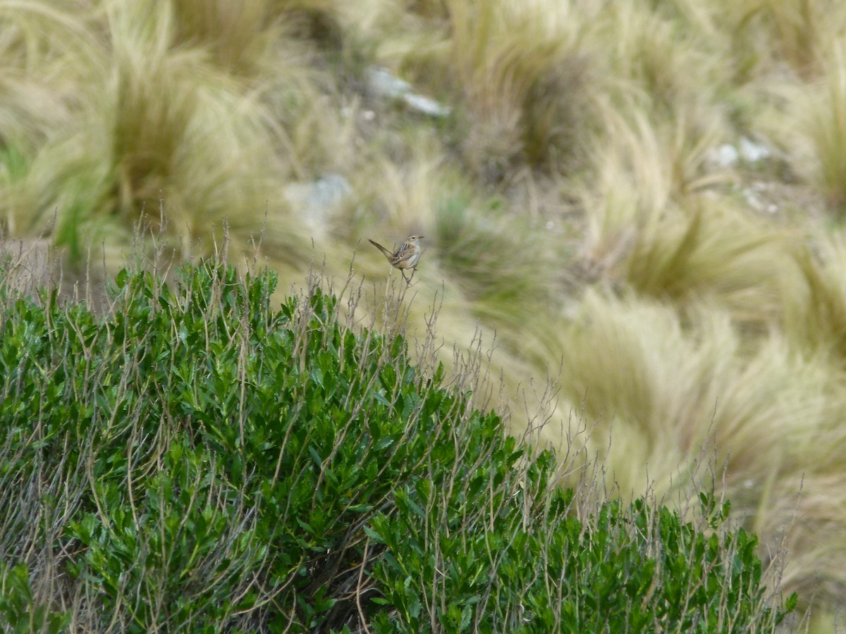 střízlík ostřicový - ML645360783