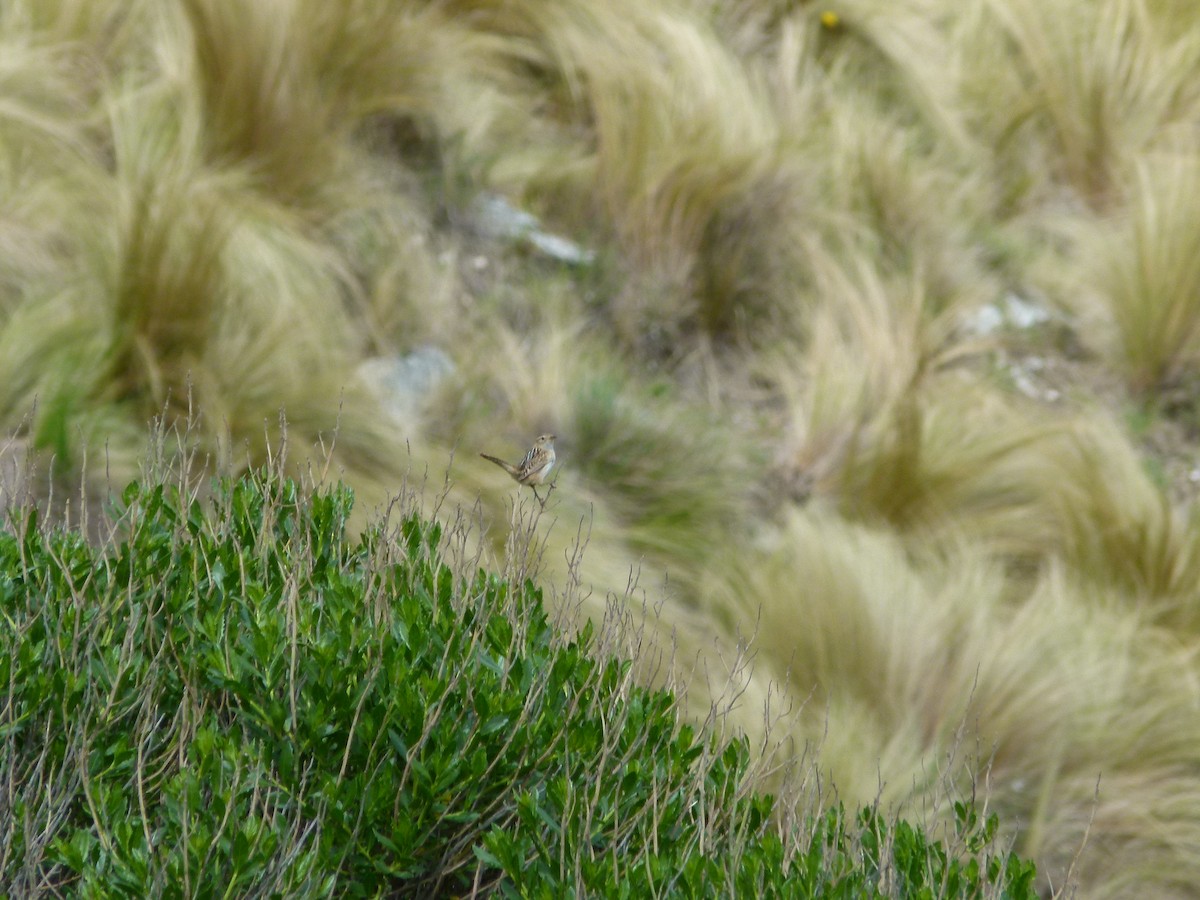 střízlík ostřicový - ML645360784