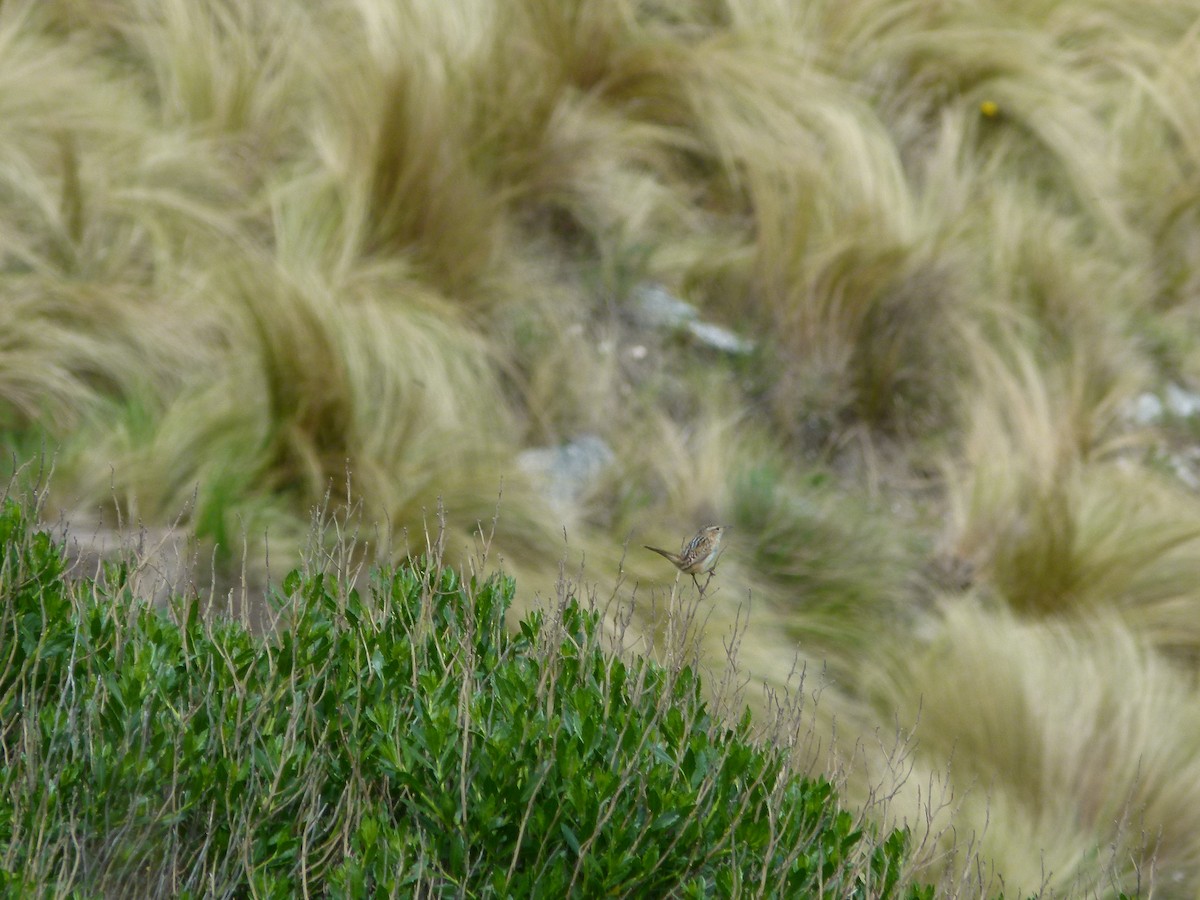 střízlík ostřicový - ML645360785