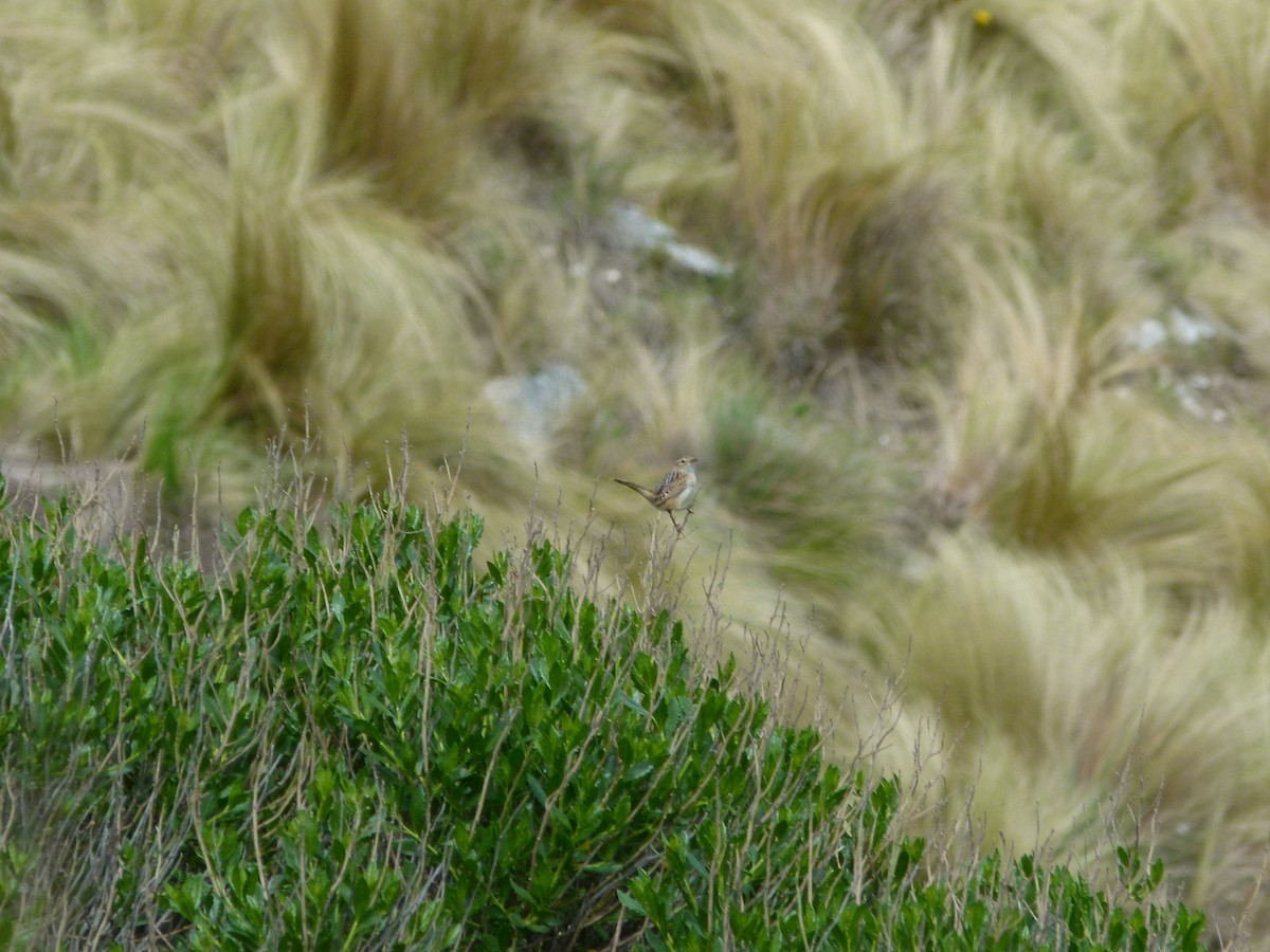 střízlík ostřicový - ML645360786