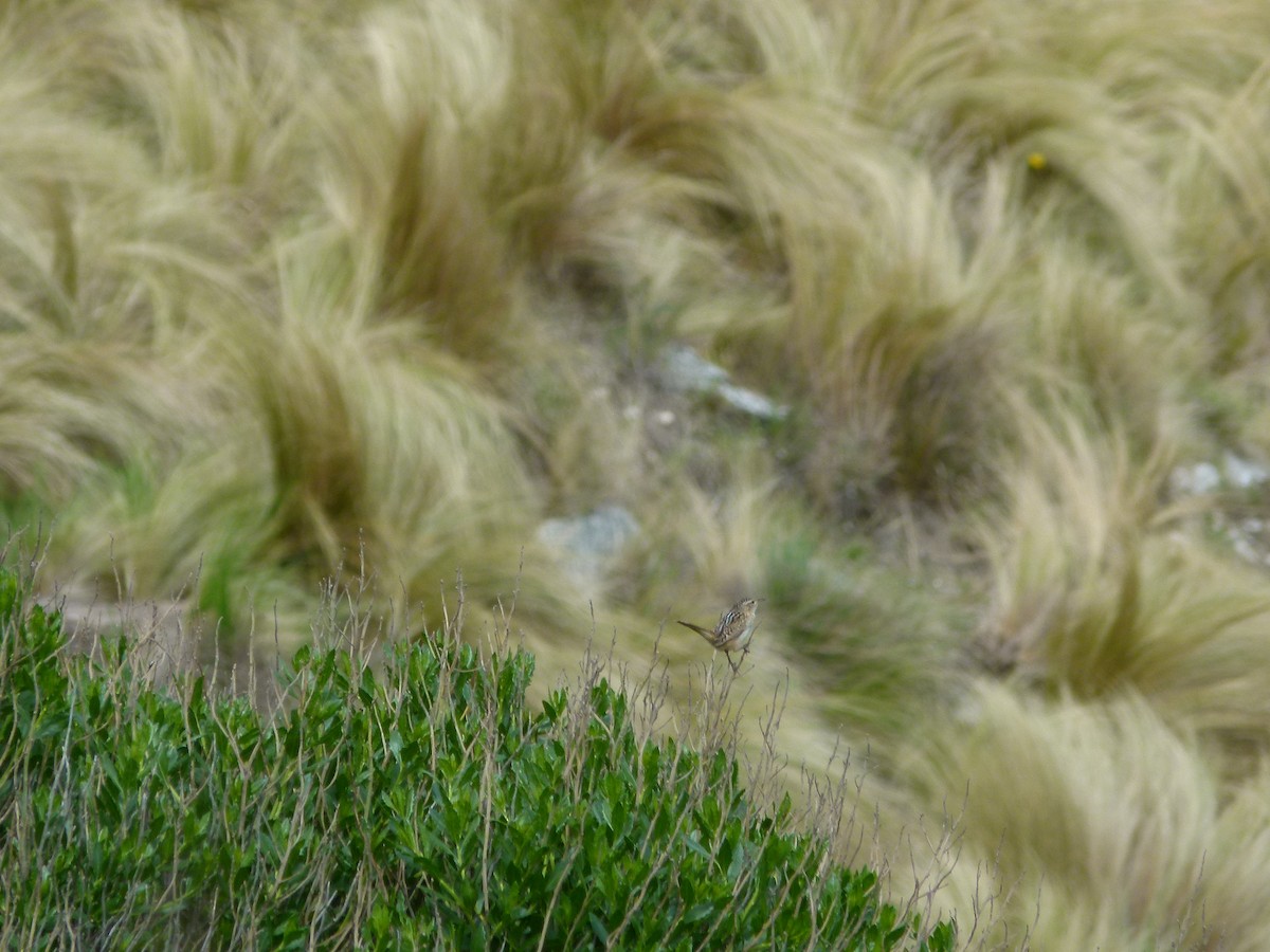 střízlík ostřicový - ML645360787