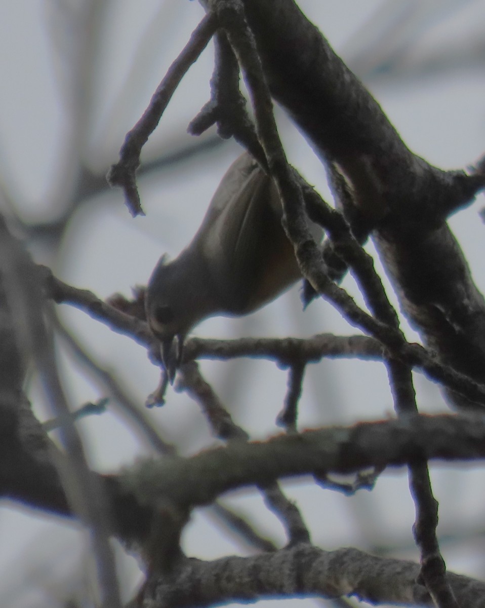 Tufted Titmouse - ML645360789