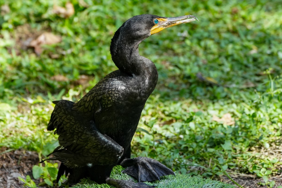 Double-crested Cormorant - ML645360791